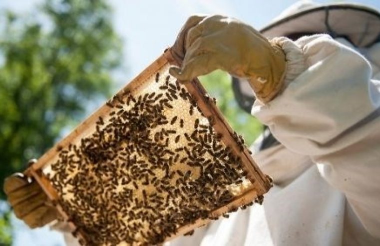 Apicultores de Oliveira do Hospital recebem sete toneladas de alimento para abelhas