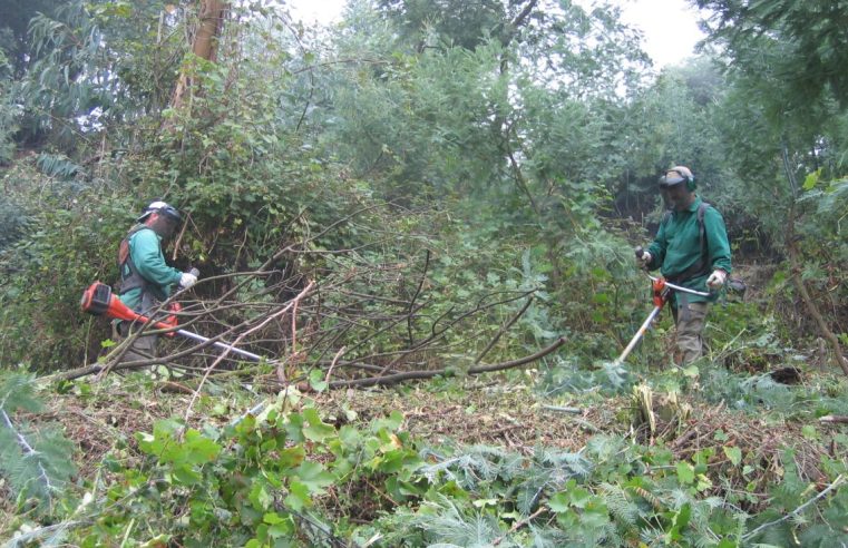 Freguesias vulneráveis podem candidatar-se à criação de ecopontos florestais ou de compostagem