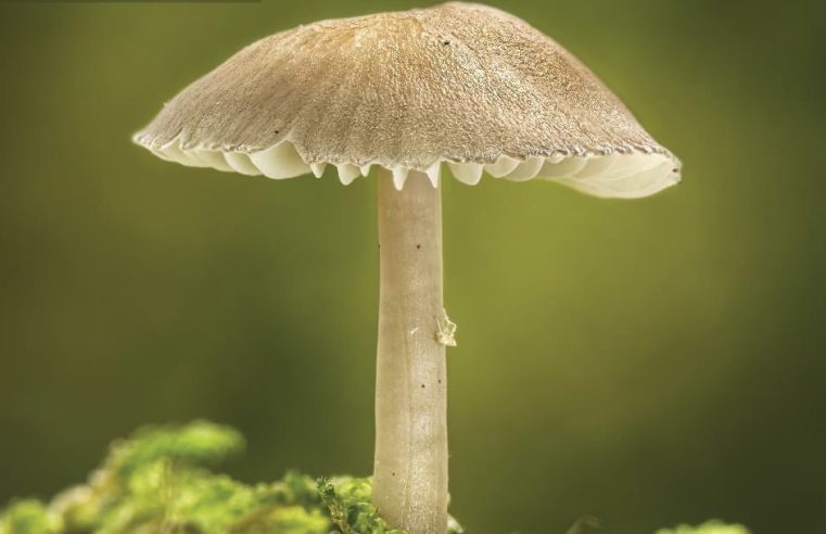 Exposição “Os Cogumelos da Serra da Estrela” no CISE