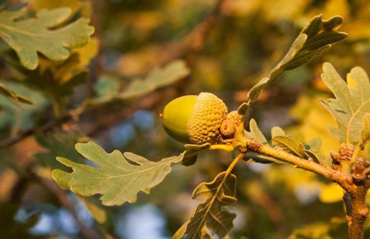Associações da Serra da Estrela dedicam mês à floresta autóctone