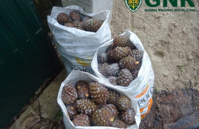 50 quilos de pinhas mansas apreendidas pela GNR