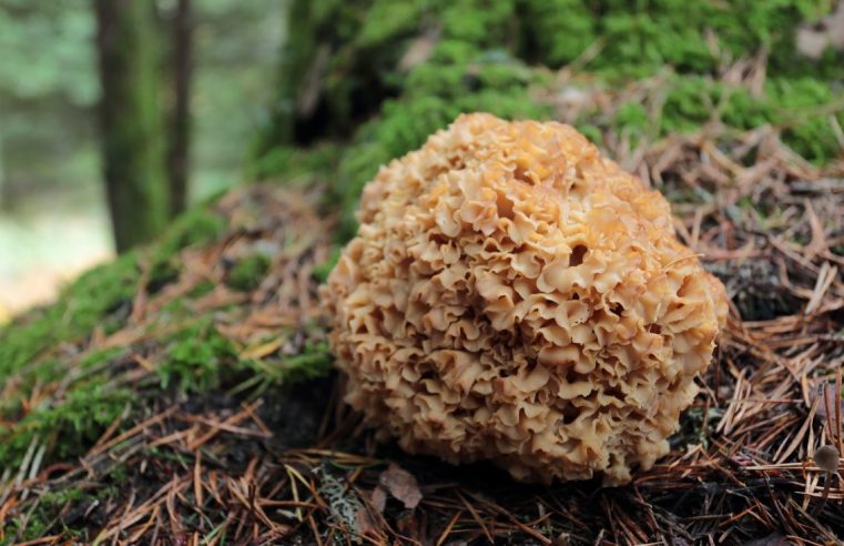 CISE organiza curso prático de identificação de cogumelos