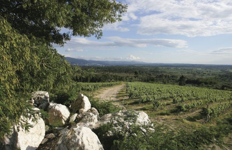 Gouveia organiza Concurso Nacional “Cidades do Vinho”