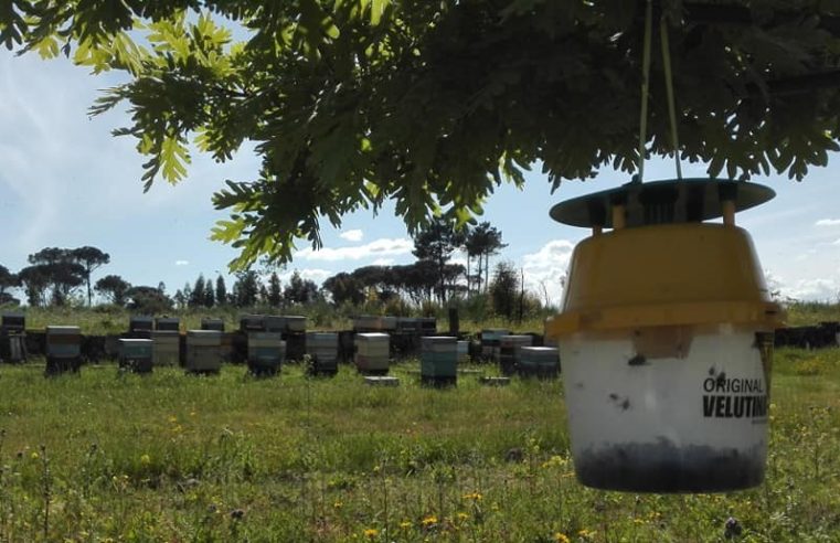 Câmara de Seia entrega alimento a apicultores e armadilhas para combater vespa asiática
