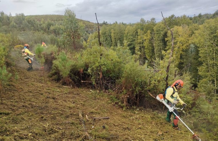 Governo identifica 191 freguesias prioritárias na zona de Seia para fiscalização de limpeza de terrenos
