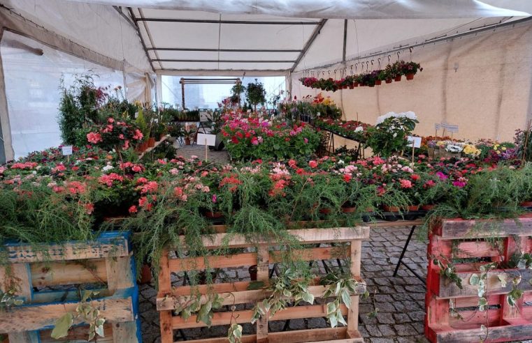 Feira da Primavera em Meruge promove educação ambiental