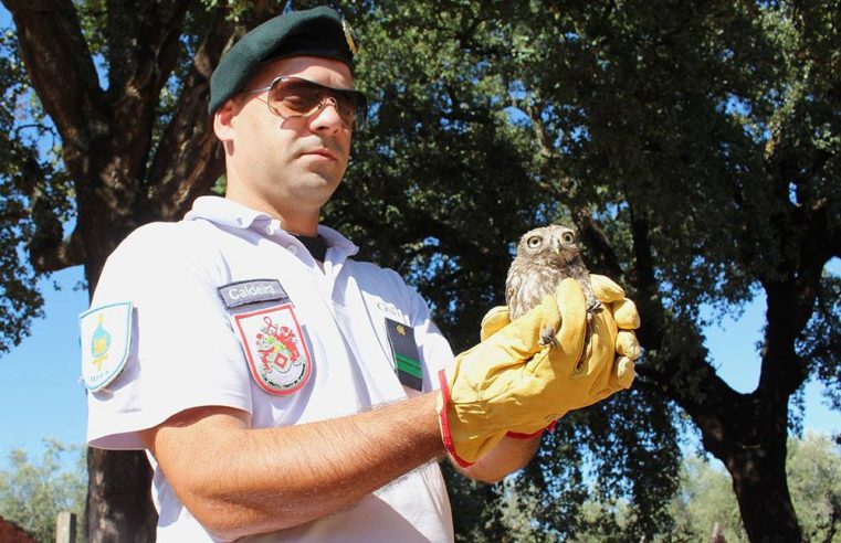 GNR recupera Mocho Galego em aldeia de Seia