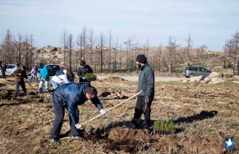Freguesias de Gouveia unidas em ação de reflorestação