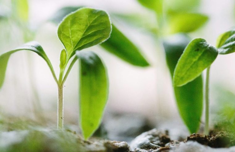 Incubadora de empresas do IPG acolhe ‘startup’ de agricultura digital