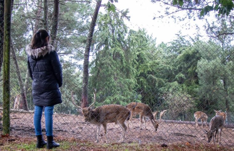 Parque Ecológico de Gouveia reabre ao público