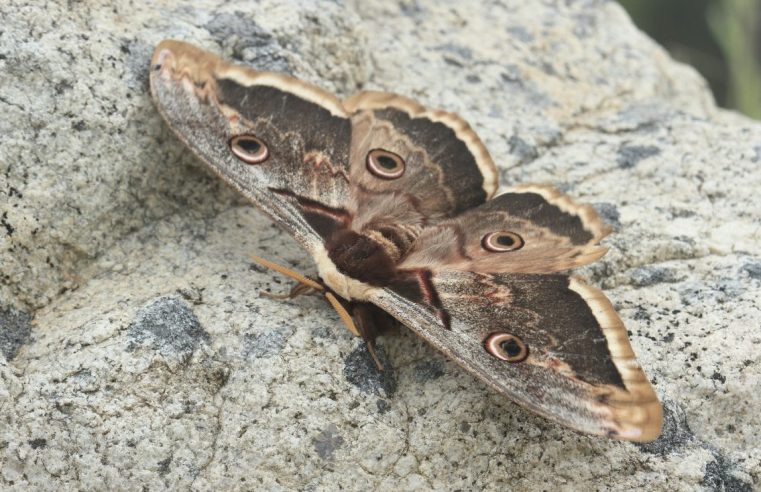 Maior borboleta europeia “aterra” no Aeródromo de Seia