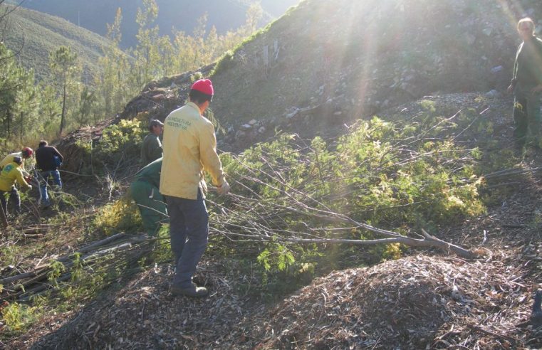 Câmara de Seia proíbe queimas e queimadas até outubro