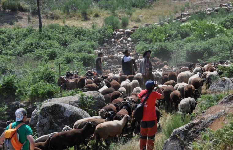 Transumância da Serra da Estrela pode vir a ser Património Cultural