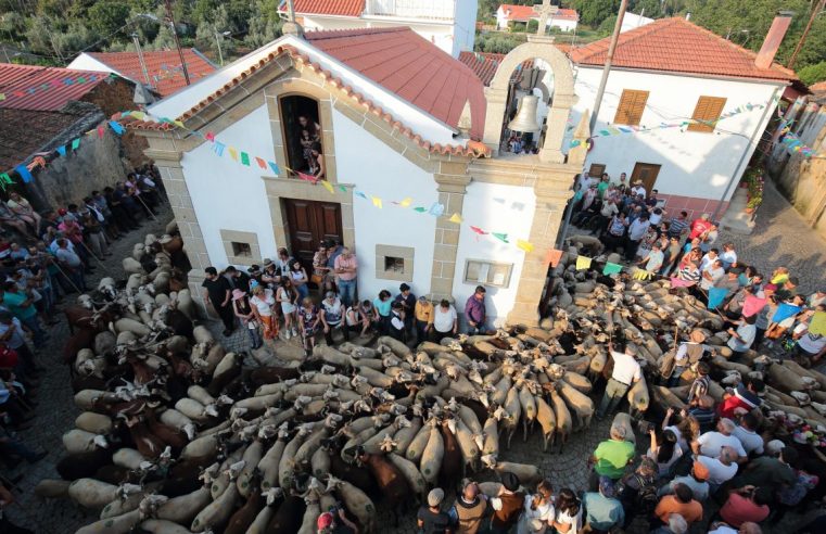 Pastores e ovelhas vão à Romaria de São João Baptista, na Folgosa da Madalena, pedir proteção e um bom ano de pasto