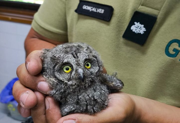 GNR recolhe aves debilitadas em Seia, Gouveia e Almeida