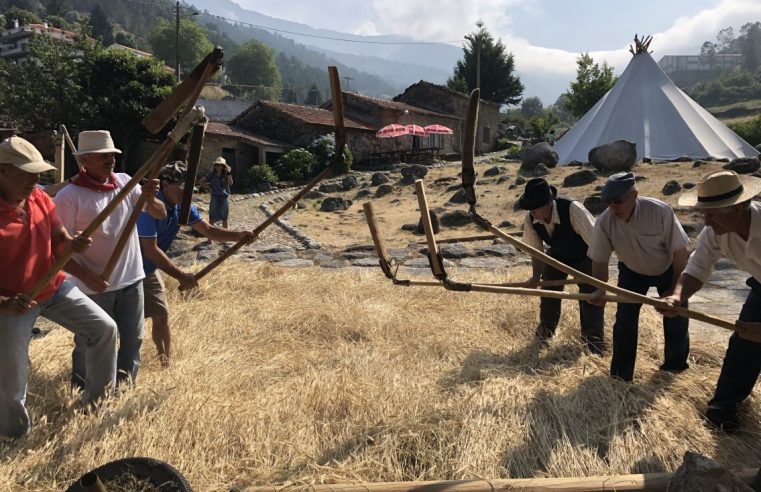 Alvoco da Serra desafia visitantes a participar na tradicional malha do centeio