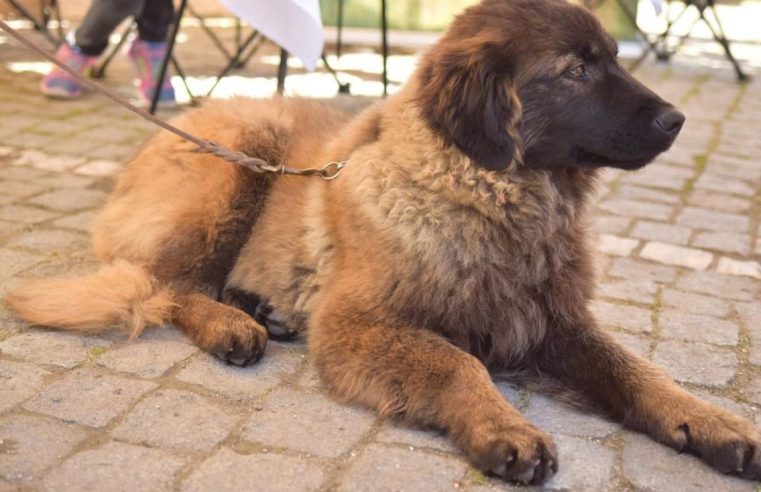 Dia Mundial do Cão da Serra da Estrela assinalado em setembro