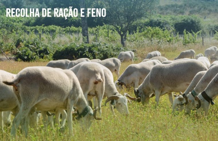 Gouveia lança campanha solidária de ajuda alimentar aos rebanhos de Castro Daire