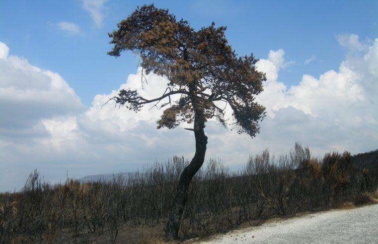 Incêndio em Melo e Nabais em conclusão