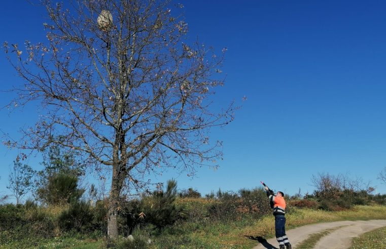 Oliveira do Hospital destrói mais de 670 ninhos de vespa asiática