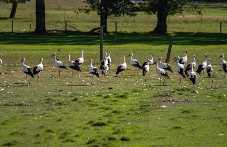 Saída de campo em Ribamondego para observar migração das aves