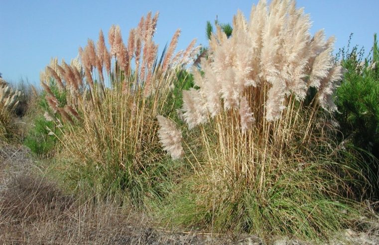 Erva-das-pampas alastra-se em Portugal e ameaça biodiversidade e saúde pública