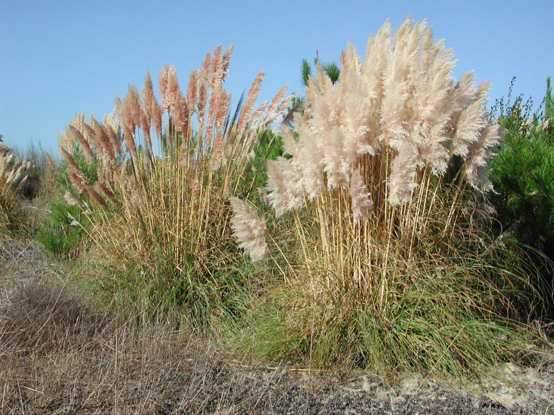 Alerta: Planta invasora cortante e alergénica prolifera em território nacional