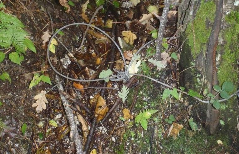 GNR apreende 28 laços para caçar javalis