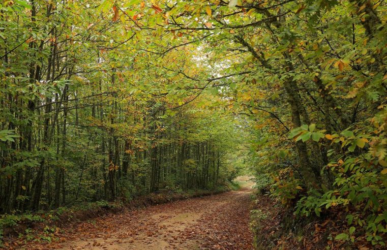 Festa da Castanha na aldeia da Lapa dos Dinheiros