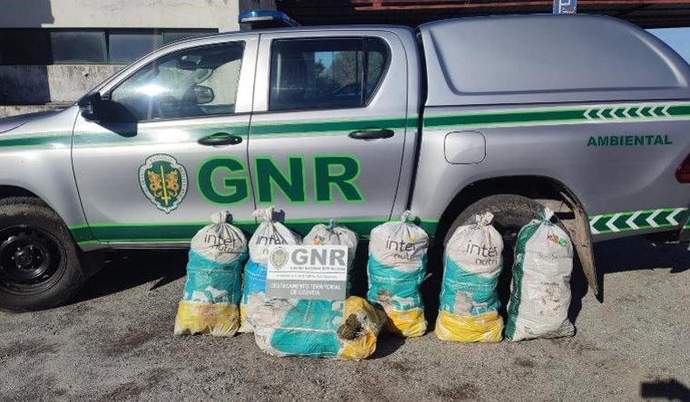 GNR apreende 175 quilos de pinhas mansas