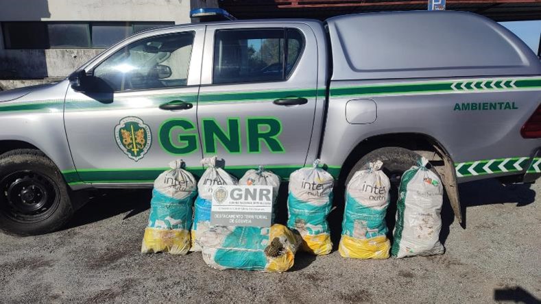 GNR apreende 175 quilos de pinhas mansas