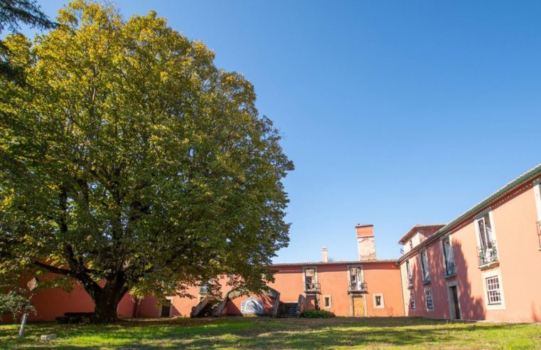 Seia: ‘Gigantes Verdes’ procura embaixadores para identificar árvores de grande porte