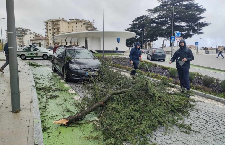 Queda de ramo de árvore condicionou trânsito no centro de Seia