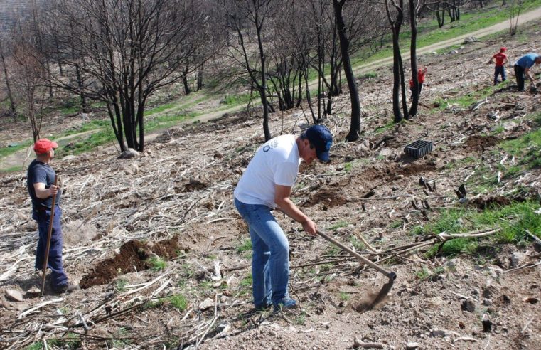 Curral do Negro recebe 1.042 árvores para compensar pegada ecológica de eventos corporativos