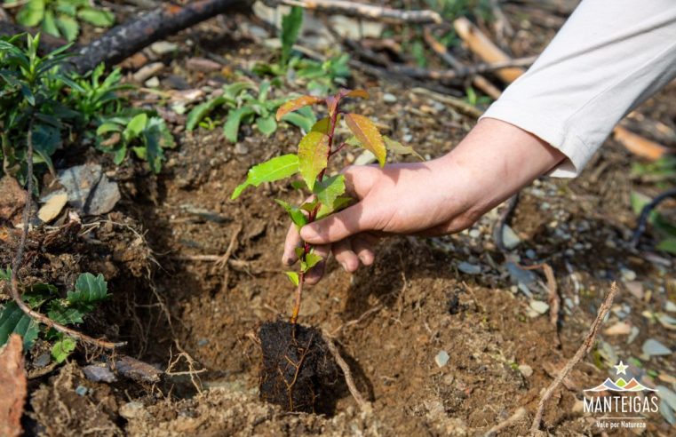 Reflorestação Vila Galé na Serra da Estrela