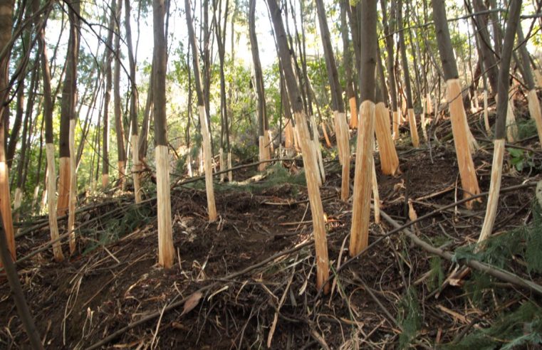Três milhões de euros para proteção e conservação da natureza em áreas protegidas