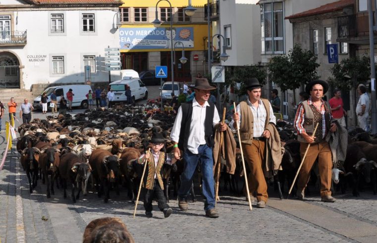 Transumância vai cumprir-se em Seia com a subida dos pastores e rebanhos à Serra da Estrela