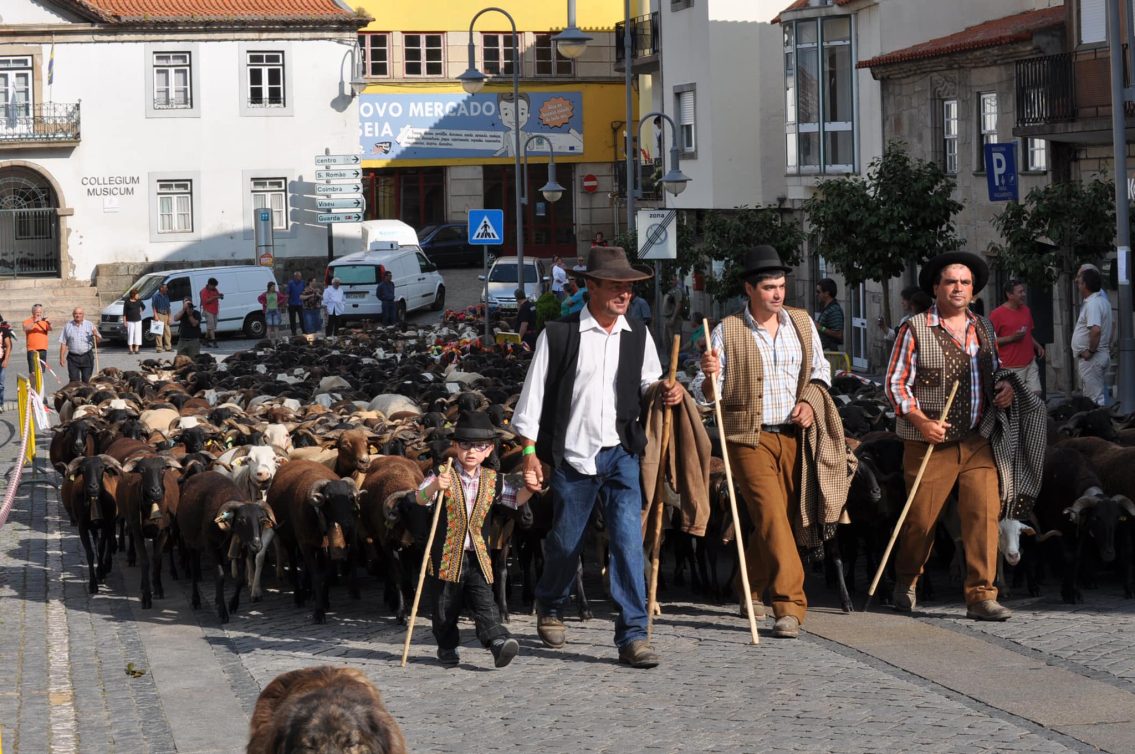 Transumância vai cumprir-se em Seia com a subida dos pastores e rebanhos à Serra da Estrela