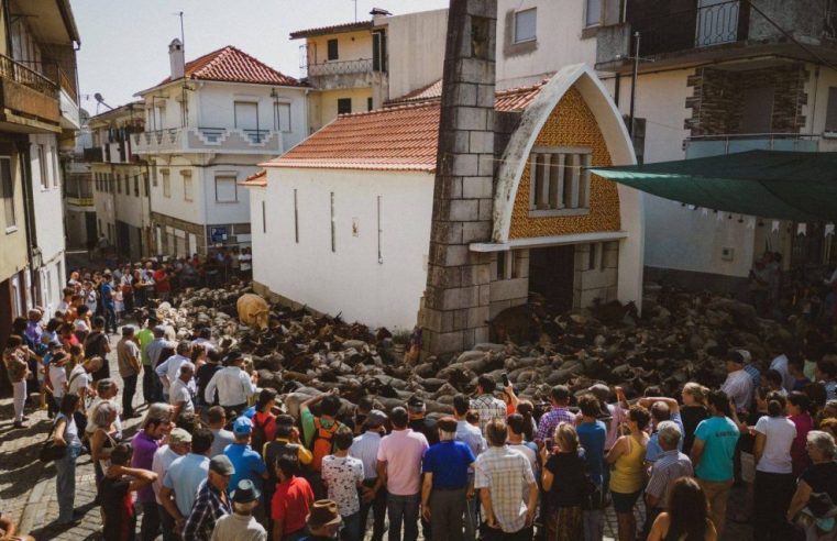 Romaria das Ovelhas em Arcozelo da Serra