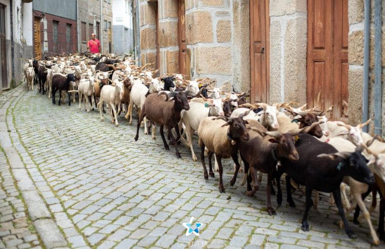 Romaria das Ovelhas à Capela de São Sebastião em Tazem