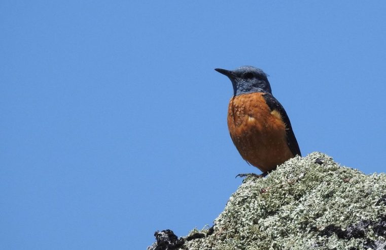 Expedição vai partir à descoberta da Biodiversidade do Rio Mondego