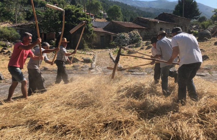 Alvoco da Serra volta a recriar tradicional Malha do Centeio