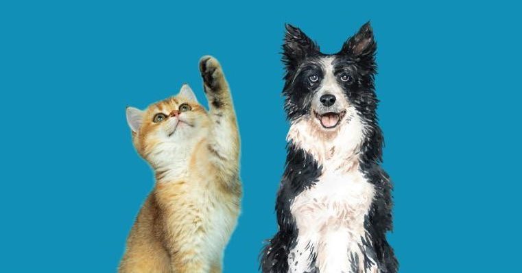 Seia apoia esterilização de animais de companhia