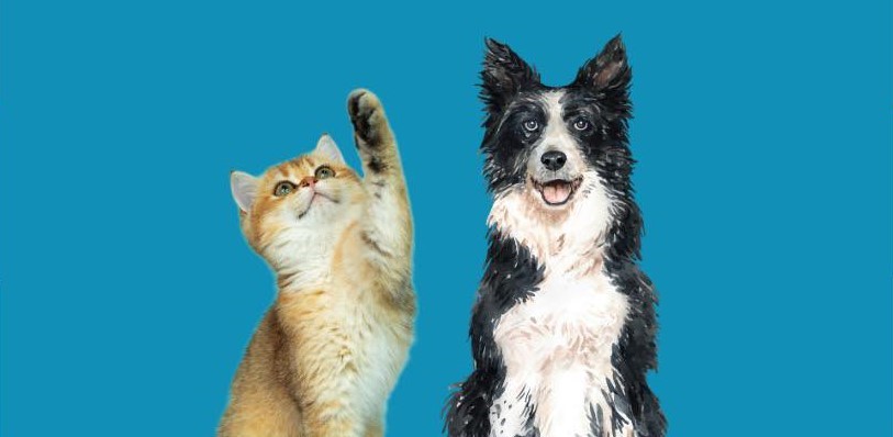 Seia apoia esterilização de animais de companhia