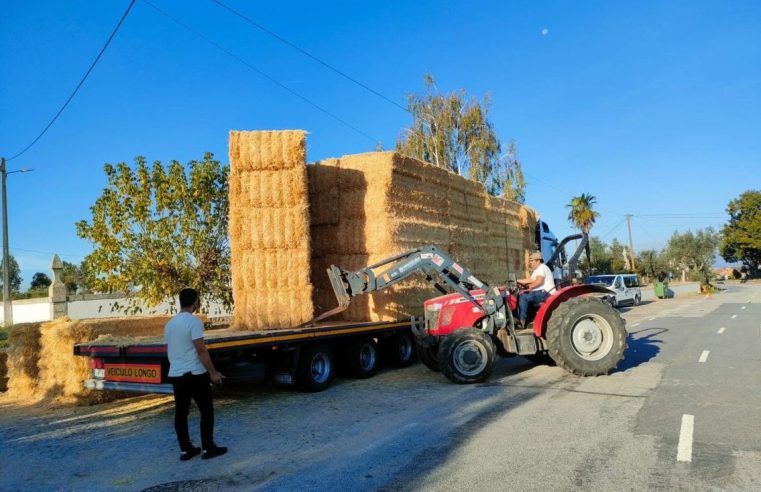 Associação de Criadores de Ovinos apoia pastores afetados pelos incêndios na Serra da Estrela