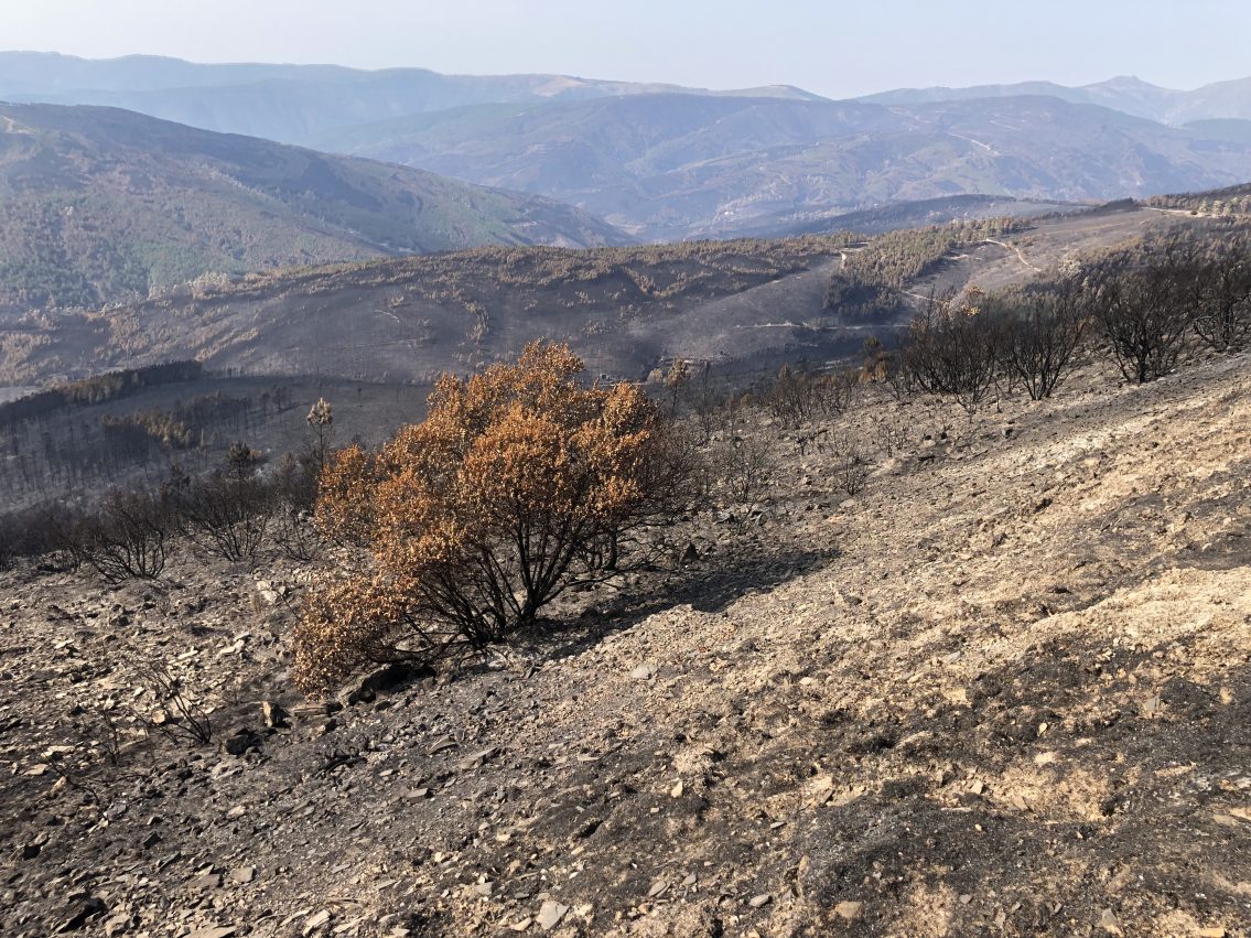 “Por Serras Dignas”: movimentos juntam-se na Torre em defesa das comunidades serranas
