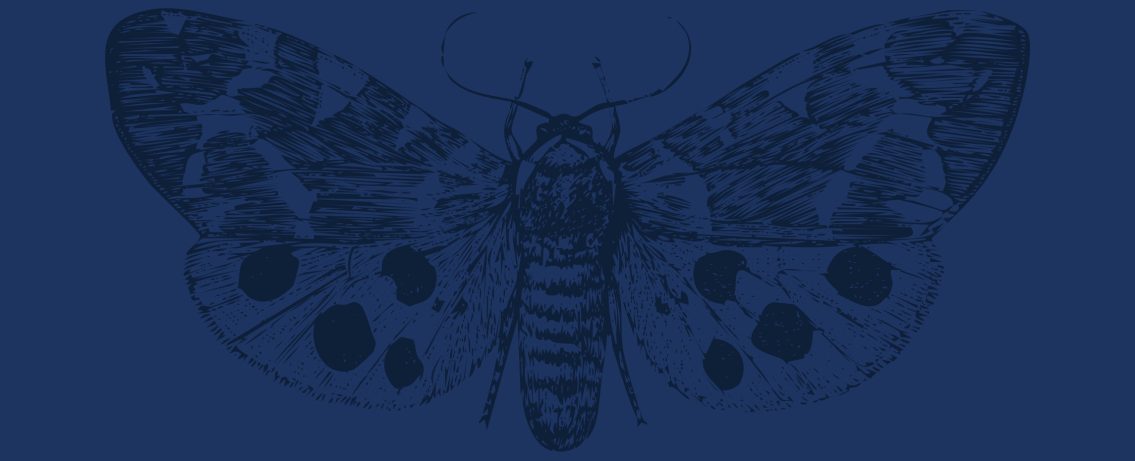 CERVAS e Município de Gouveia convidam para workshop sobre borboletas