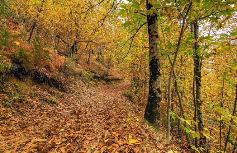 Lapa dos Dinheiros celebra a Festa da Castanha