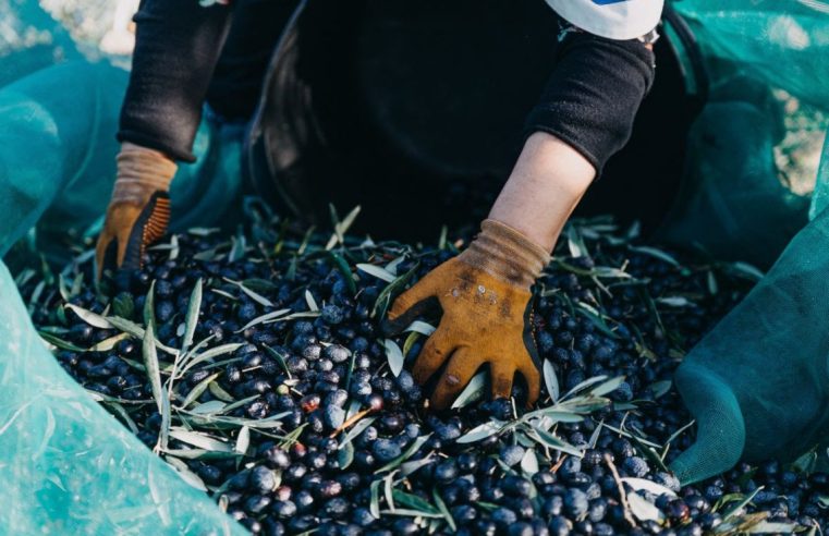 Oliveira do Hospital em destaque nas comemorações do Dia Mundial da Oliveira na região Centro
