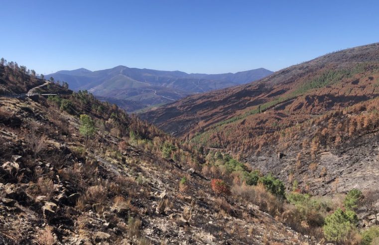 Incêndios de 2025 atingem duramente as Beiras e Serra da Estrela